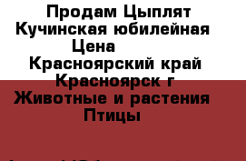Продам Цыплят Кучинская юбилейная › Цена ­ 150 - Красноярский край, Красноярск г. Животные и растения » Птицы   